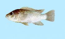 Image of Oreochromis mossambicus (Mozambique tilapia)