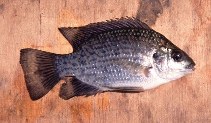 Image of Oreochromis placidus (Black tilapia)