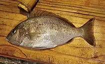 Image of Orthopristis rubra (Corocoro grunt)