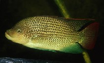 Image of Oreochromis tanganicae (Tanganyika tilapia)