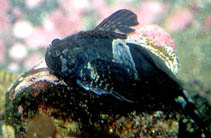 Image of Clinocottus globiceps (Mosshead sculpin)