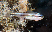 Image of Ostorhinchus bryx (Offshore cardinalfish)