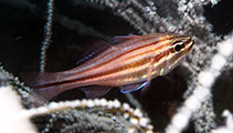 Image of Ostorhinchus holotaenia (Copperstriped cardinalfish)