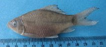 Image of Osteochilus kahajanensis 