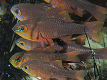 Image of Ostorhinchus monospilus (Moluccen cardinal)