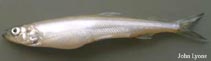 Image of Osmerus mordax (Rainbow smelt)