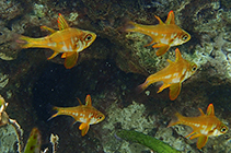 Image of Ostorhinchus nigripes (Blackfoot cardinal)