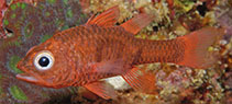 Image of Apogon tricinctus (Threeband cardinalfish)