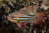 Image of Ostorhinchus victoriae (Western striped cardinalfish)