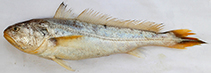 Image of Otolithoides pama (Pama croaker)