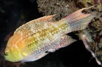 Image of Oxycheilinus bimaculatus (Two-spot wrasse)