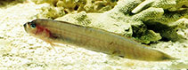 Image of Oxymetopon cyanoctenosum (Blue-barred ribbon goby)