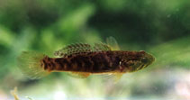 Image of Oxyeleotris nullipora (Poreless gudgeon)