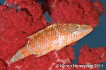 Image of Oxycheilinus orientalis (Oriental maori wrasse)