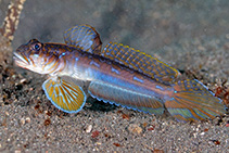 Image of Oxyurichthys zeta 