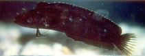 Image of Paraclinus arcanus 