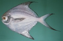 Image of Pampus argenteus (Silver pomfret)