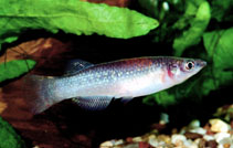 Image of Pachypanchax arnoulti 