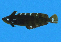 Image of Paraclinus beebei (Pink blenny)