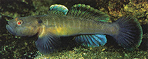 Image of Padogobius bonelli (Padanian goby)