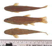 Image of Pararhinichthys bowersi (Cheat minnow)