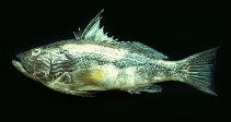 Image of Paralabrax callaensis (Southern rock bass)