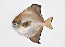 Image of Pampus chinensis (Chinese silver pomfret)