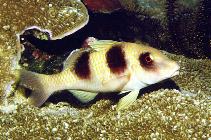 Image of Parupeneus crassilabris (Two-banded goatfish)