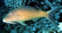 Image of Parupeneus cyclostomus (Goldsaddle goatfish)