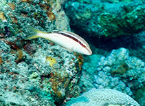 Image of Parupeneus diagonalis (Slantstripe goatfish)