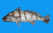 Image of Paralonchurus dumerilii (Suco croaker)