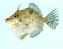 Image of Arotrolepis filicauda (Threadfin leatherjacket)