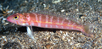 Image of Parapercis flavolineata (Yellowline sandperch)