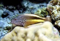 Image of Paracirrhites forsteri (Blackside hawkfish)