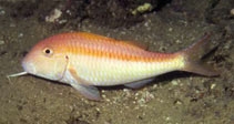 Image of Parupeneus fraserorum (Fraser\