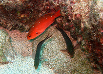 Image of Paranthias furcifer (Creole-fish)