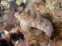 Image of Parablennius gattorugine (Tompot blenny)