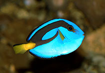 Image of Paracanthurus hepatus (Palette surgeonfish)