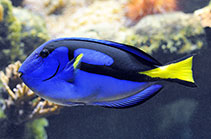 Image of Paracanthurus hepatus (Palette surgeonfish)