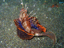 Image of Parapterois heterura (Blackfoot firefish)