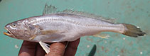 Image of Panna heterolepis (Hooghly croaker)