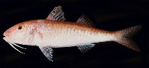 Image of Parupeneus minys (Minute goatfish)