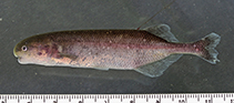 Image of Paramormyrops kingsleyae 