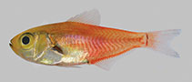 Image of Parapriacanthus kwazulu (Kwazulu sweeper)