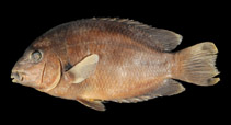 Image of Paretroplus loisellei 