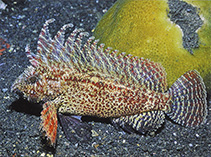 Image of Paracentropogon longispinis (Wispy waspfish)