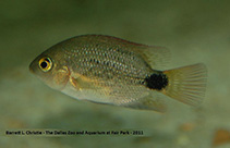 Image of Vieja maculicauda (Blackbelt cichlid)