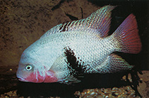 Image of Vieja maculicauda (Blackbelt cichlid)