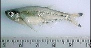 Image of Parachela maculicauda 