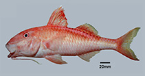 Image of Parupeneus moffitti (Moffit\